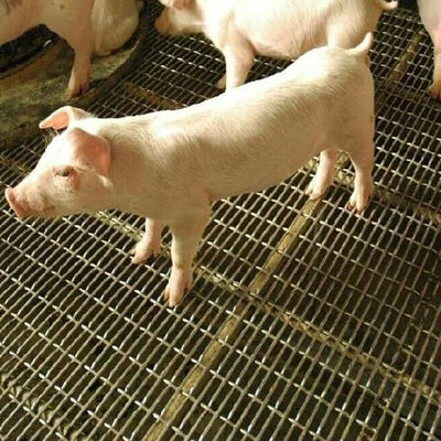 Хорошая цена. Прорезная проволока Grizzly Экран с квадратным отверстием Гофрированный черный железный лист углерода из нержавеющей стали Тканое плетение Гофрированная проволочная сетка для стены свиньи онлайн